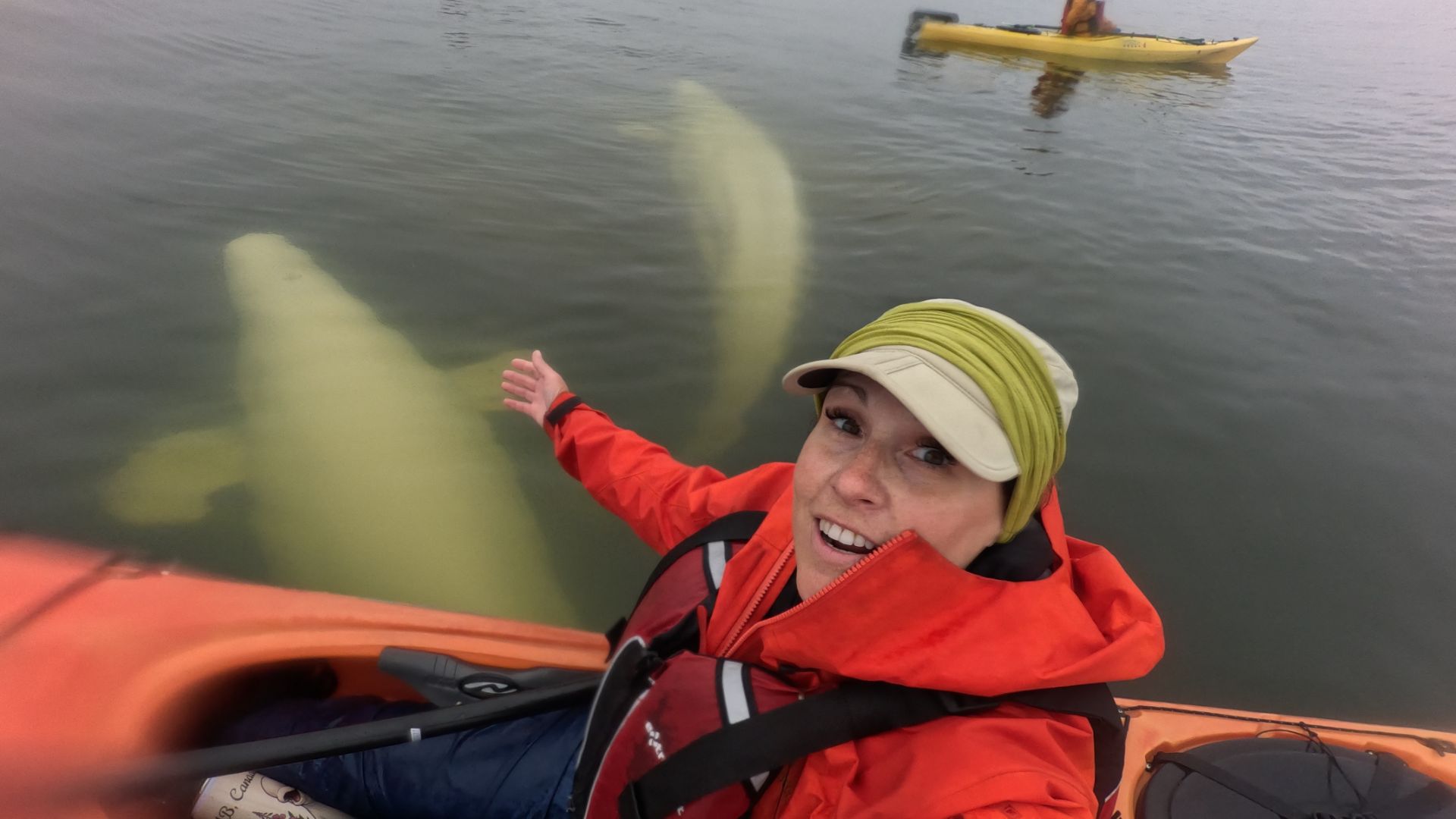 Kayaking With Belugas