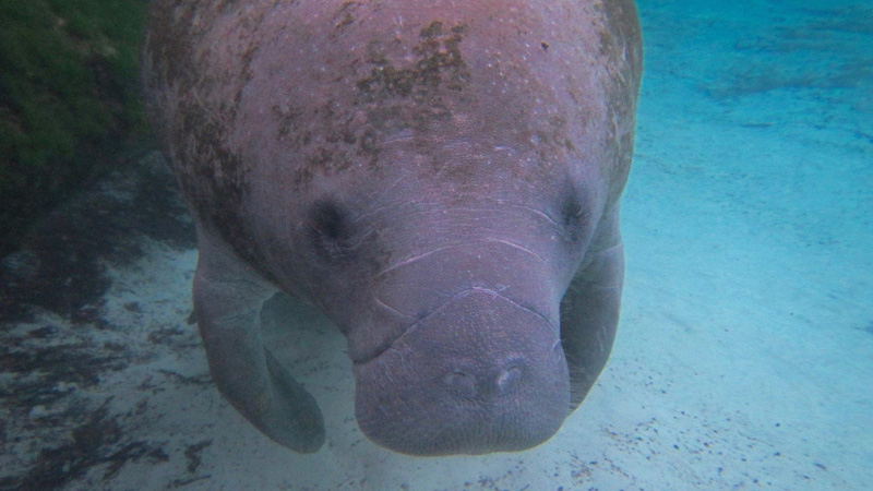 Eco Tour destinations - Homosassa and Crystal River Florida Manatees