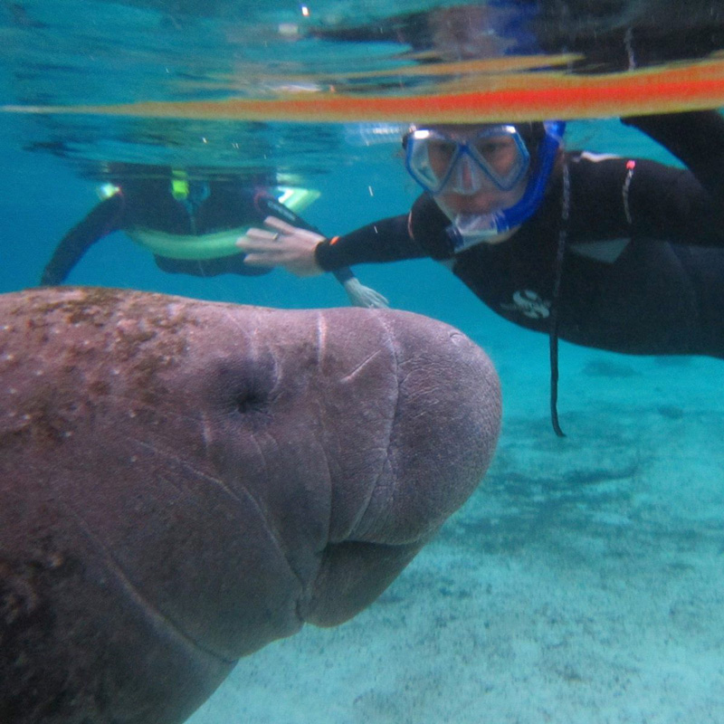 manatee eco tour