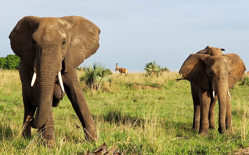 Uganda Safari Mountain Gorilla Trekking Women’s Travel Group Tour