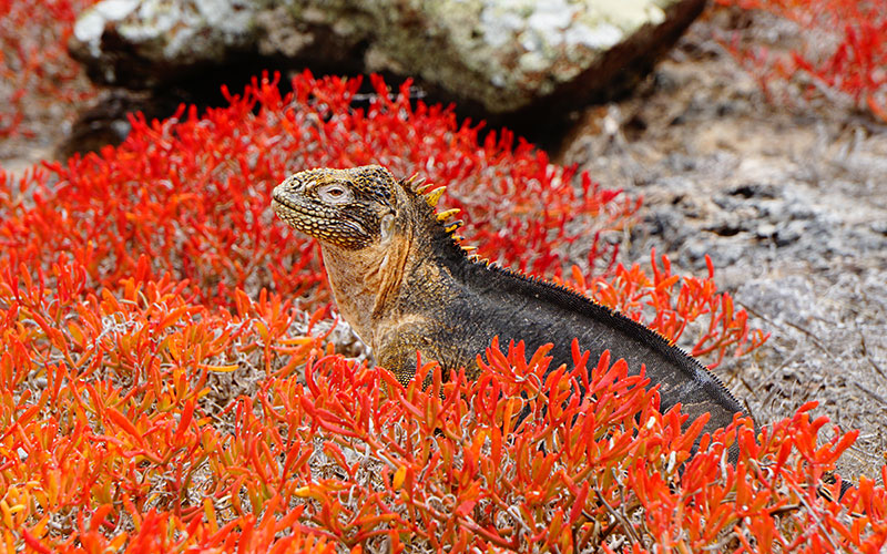 Galapagos, Ecuador - Green Edventures Eco Tours & Expeditions