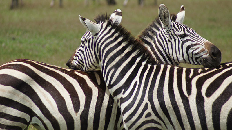 Zebras Tanzania