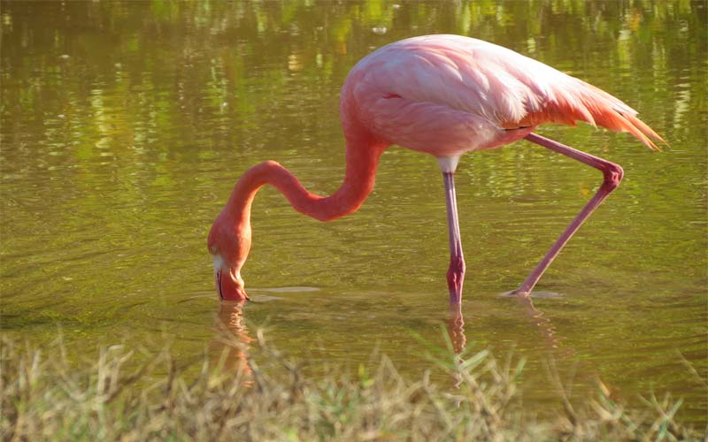 Flamingo Sings Old Town Road