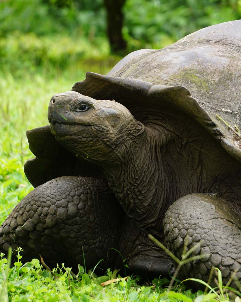 Galapagos Science Students Trips | Green Edventures Educational Tours