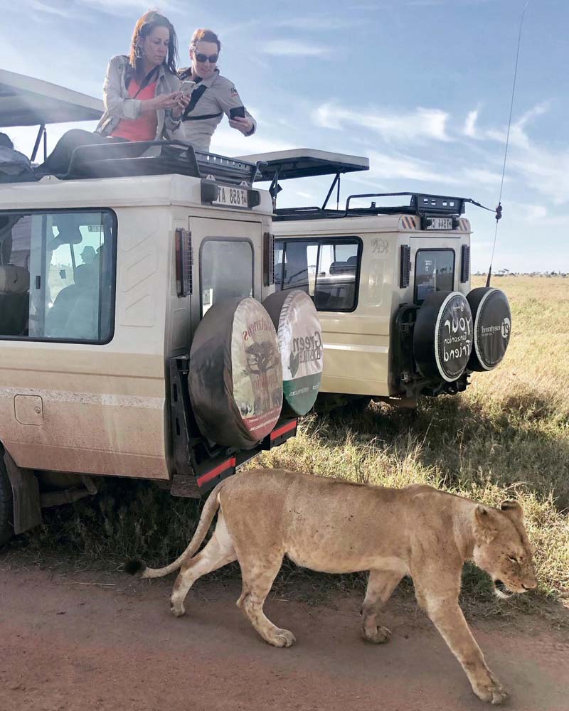 Lions attack safari truck, terrify tourists in Serengeti National Park -  Men's Journal