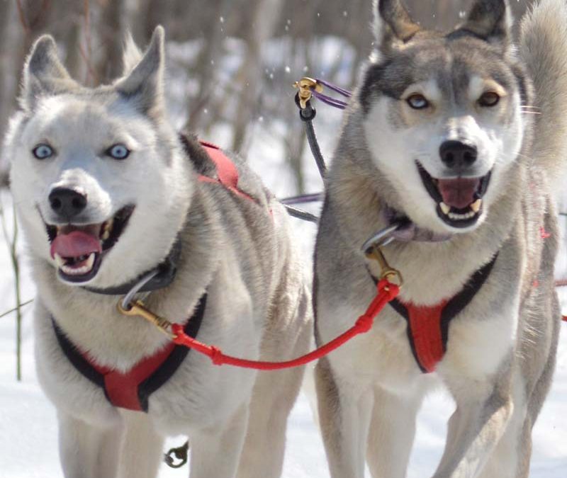 Women’s Wisconsin Dog Sledding Adventure (January 27 – 30, 2024)
