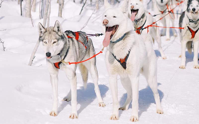 Wisconsin-womens-dog-sledding