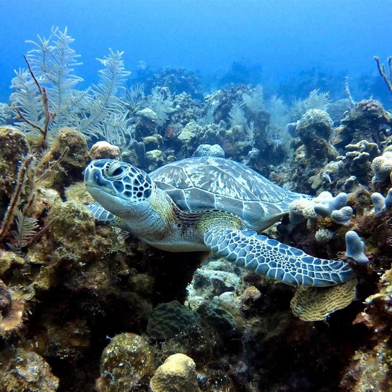 Roatan Dolphin Green Edventures