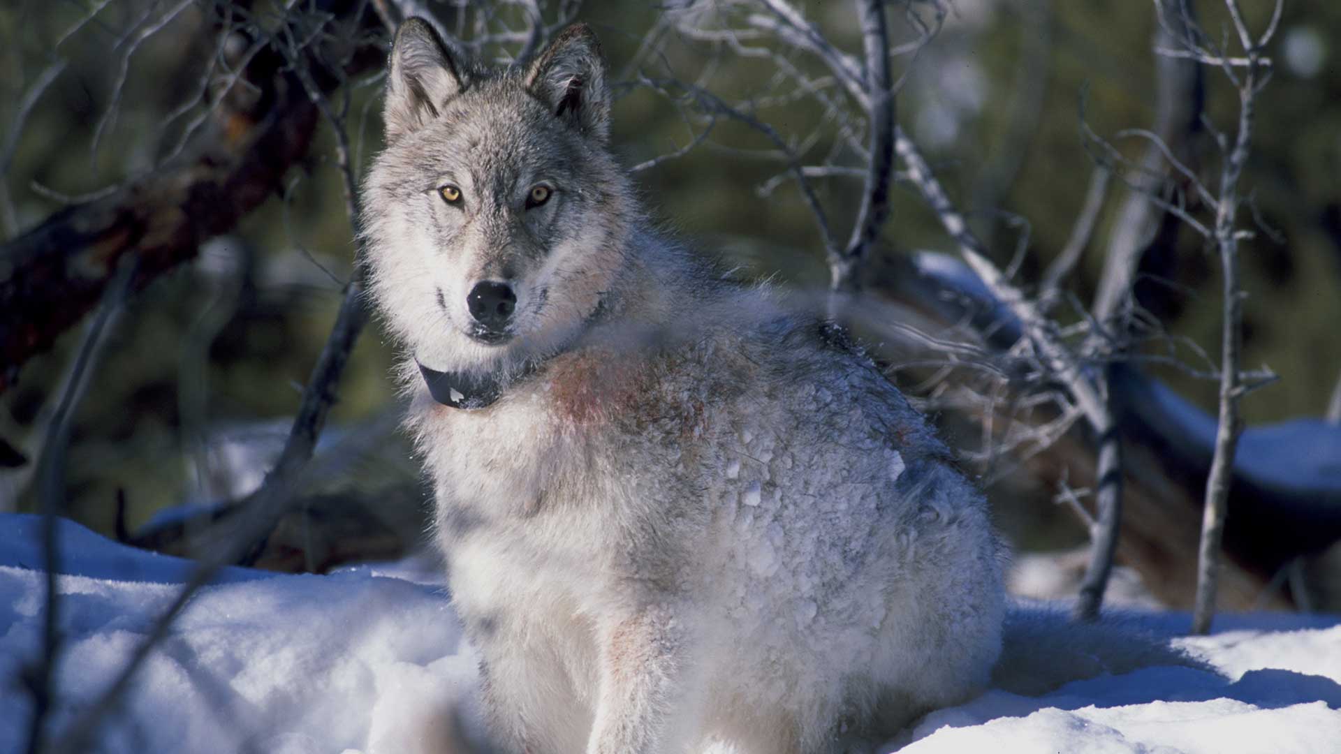 Montana-Snow-Wolf
