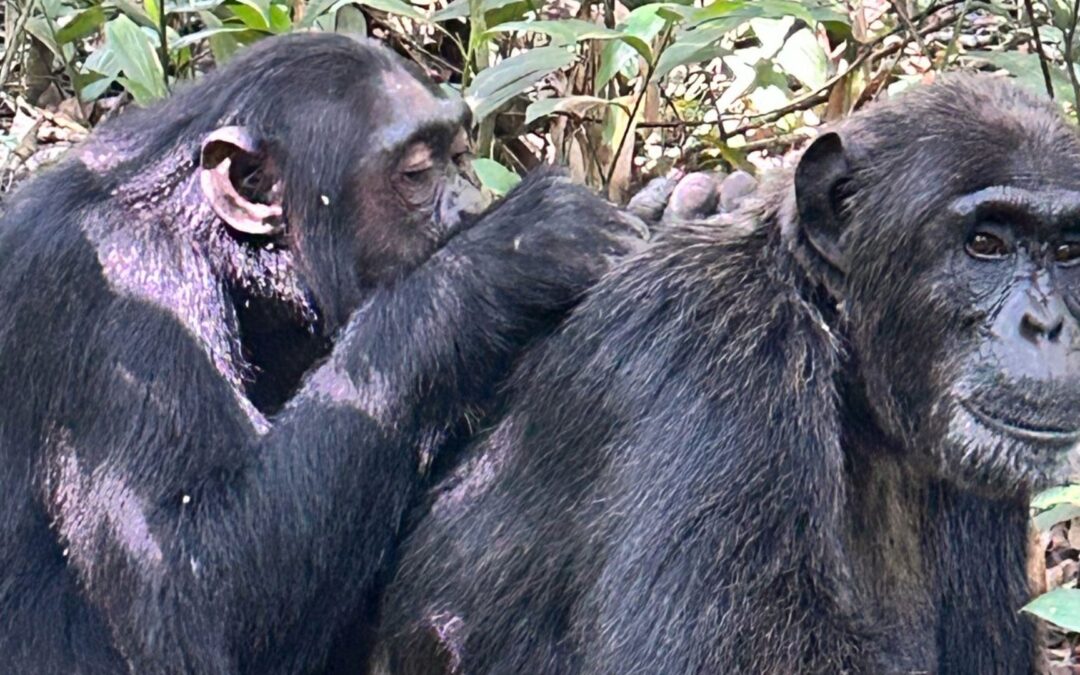 Uganda 2025 Chimpanzee Trekking