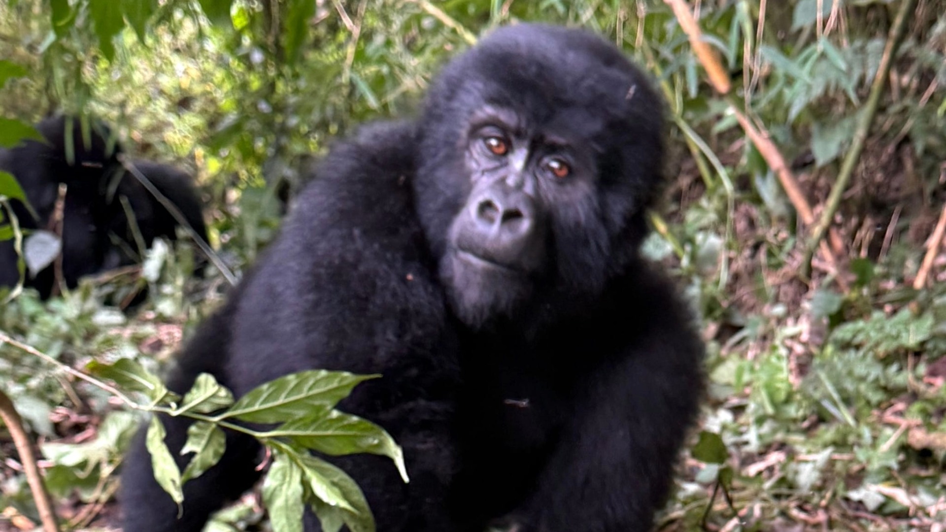 Uganda Blog 2025 Gorilla