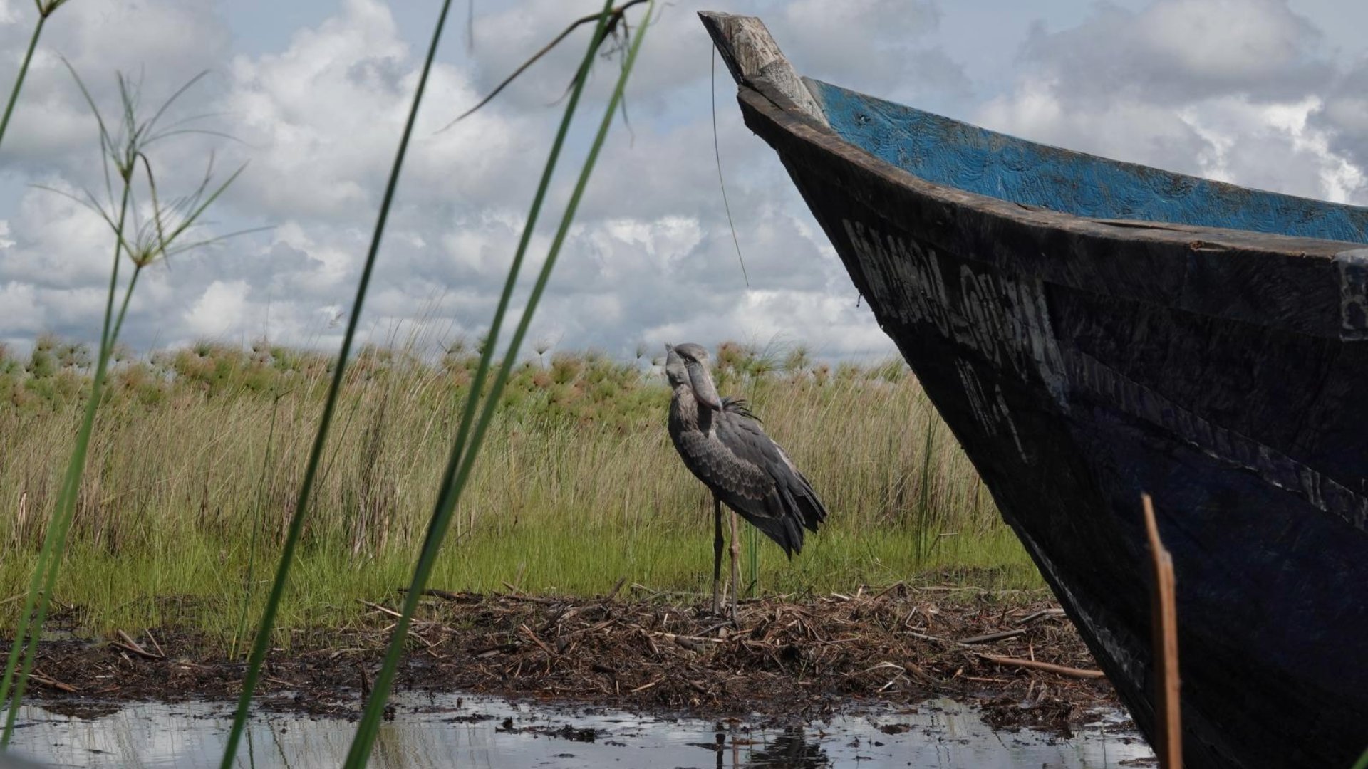 Uganda Blog 2025 Shoebill