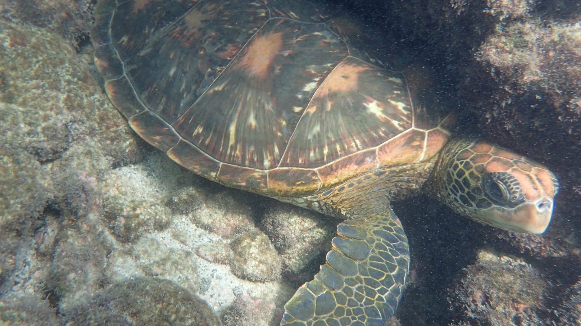 Galapagos Sea Turtle Iceland-Laugavegur-hike-local-guide