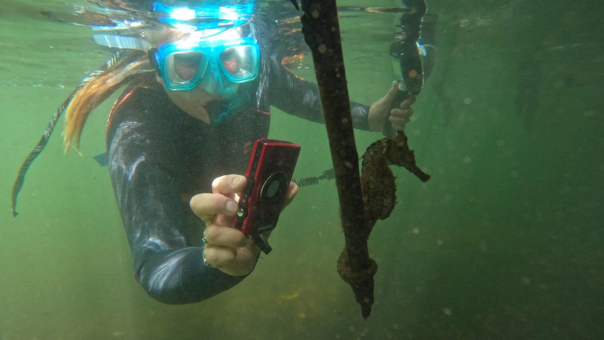 Galapagos Seahorse Snorkel Iceland-Laugavegur-hike-local-guide