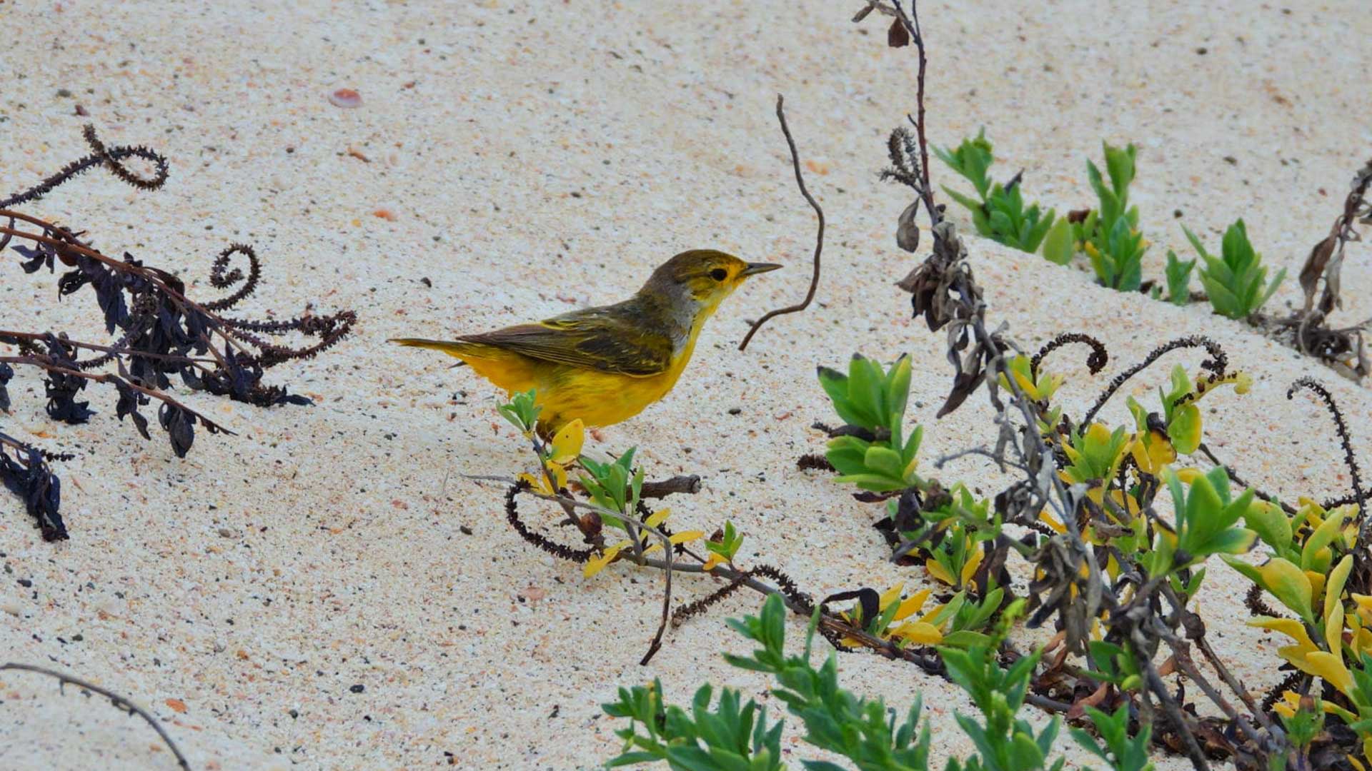 Galapagos Women's Tours Galapagos Yellow Bird
