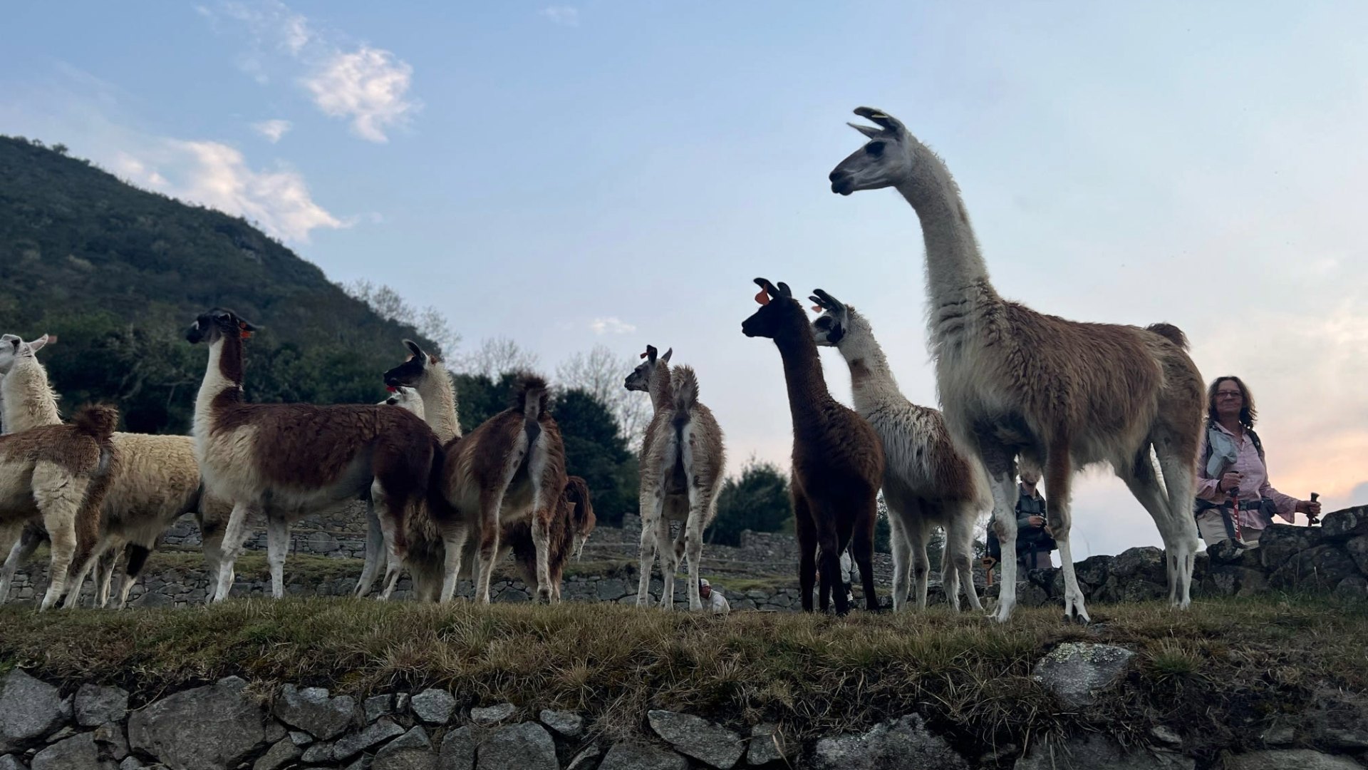 Peru Llamas