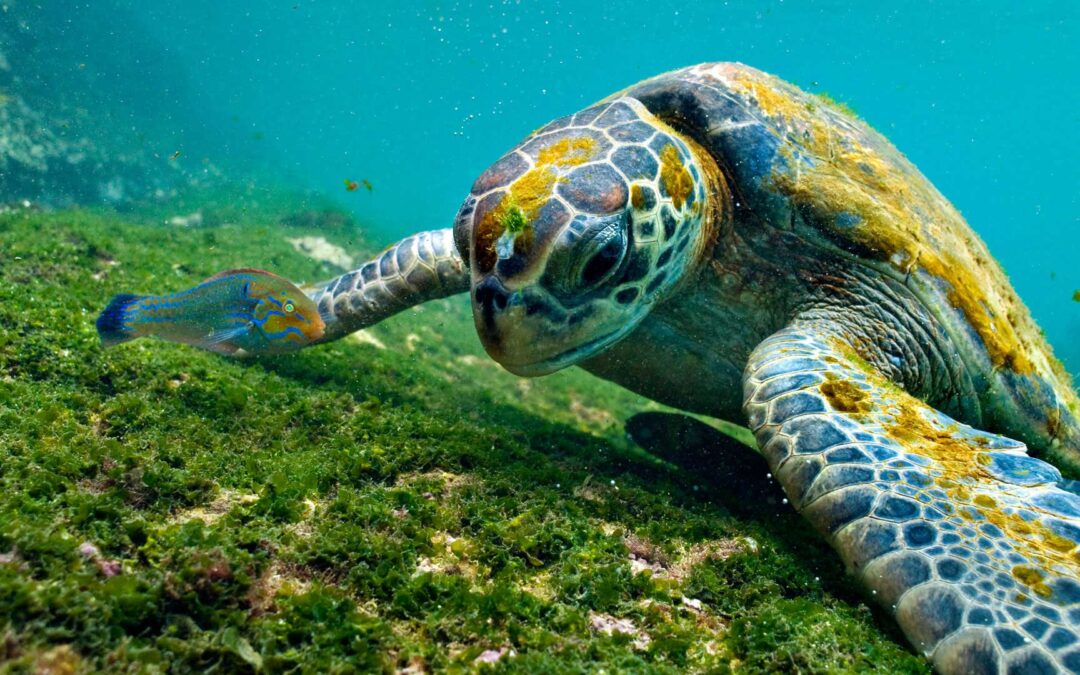 Galapagos Islands Explorer For Women 2025
