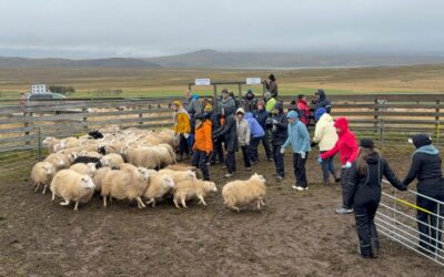 Shawls & Sheep: Iceland Knitting Tour 2025 Trip Update