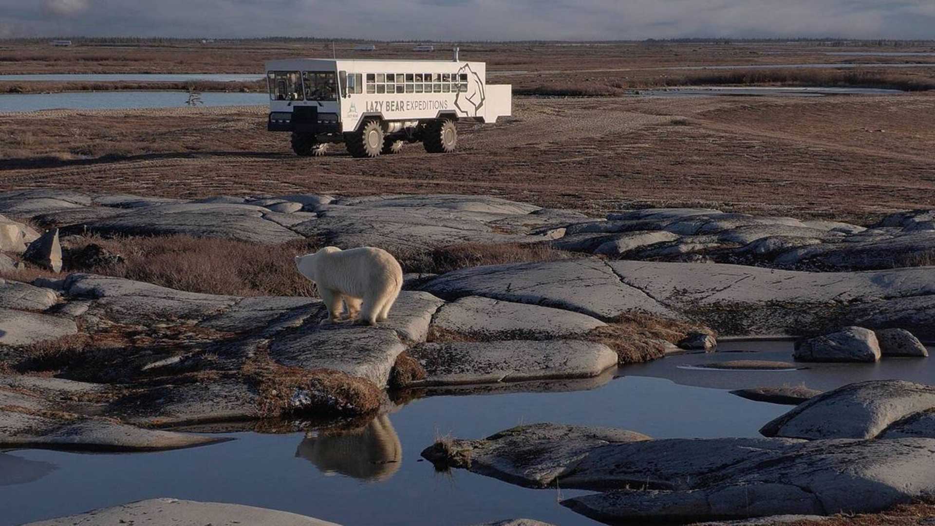 Arctic Crawler Polar Bears Tour