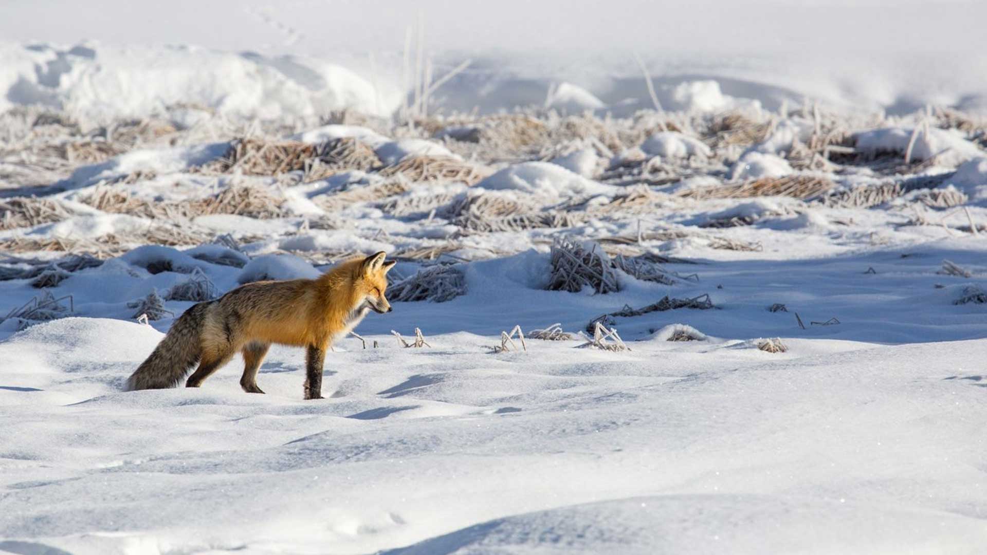 Arctic Fox Hunting