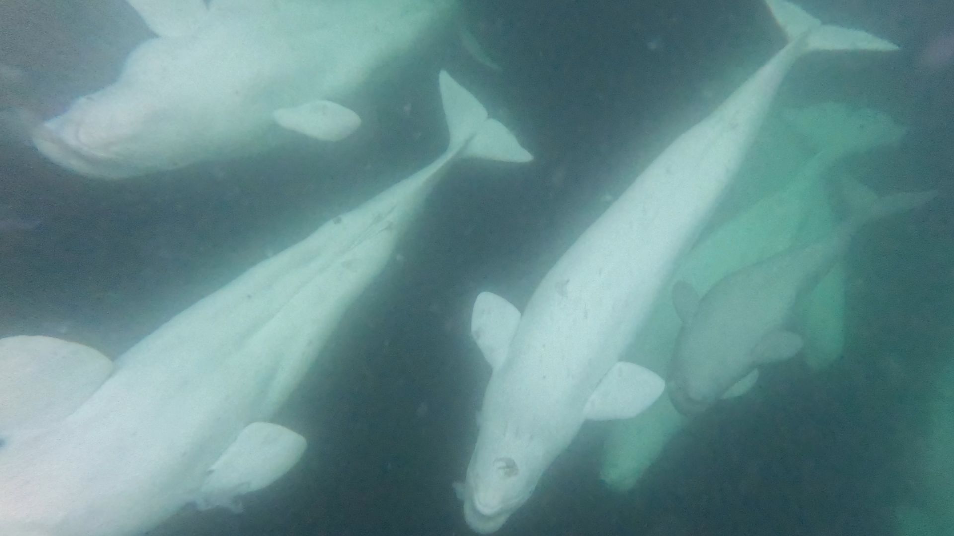 Beluga Whale Pod