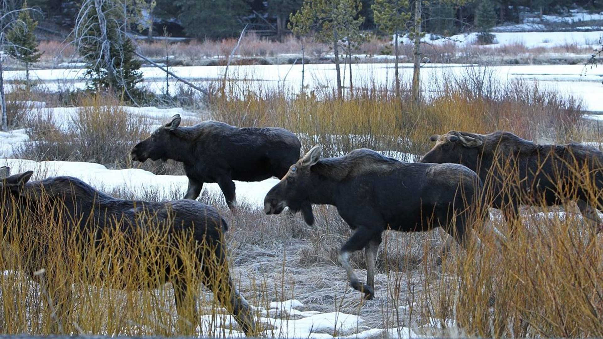 Bull Moose Montana