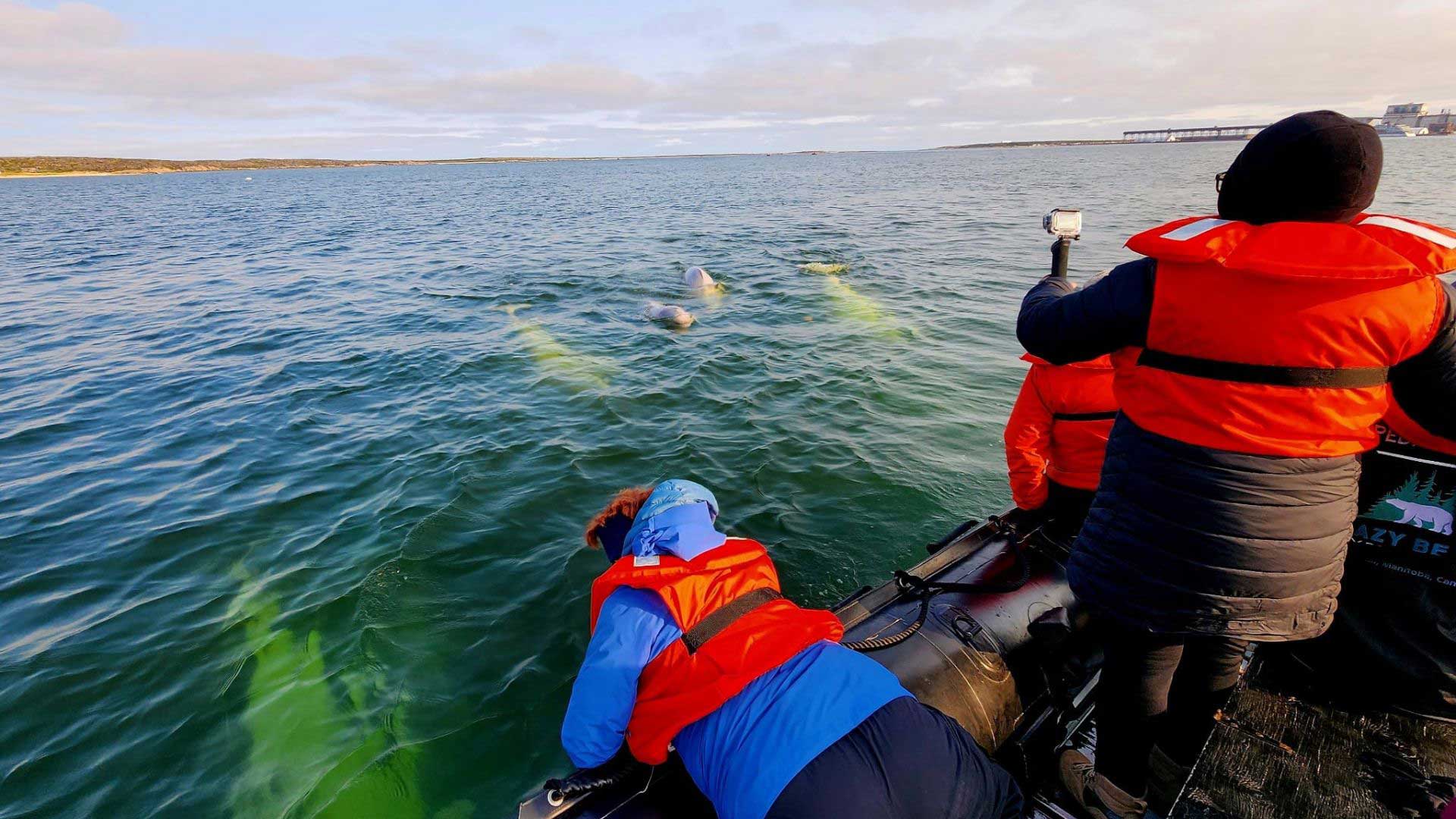 1920x1080 Greenland-Flowers-Mountains