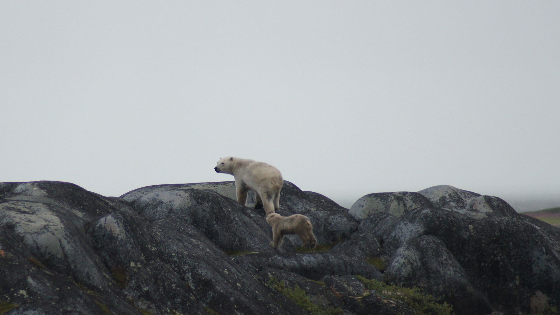 1920x1080 Greenland-Flowers-Mountains