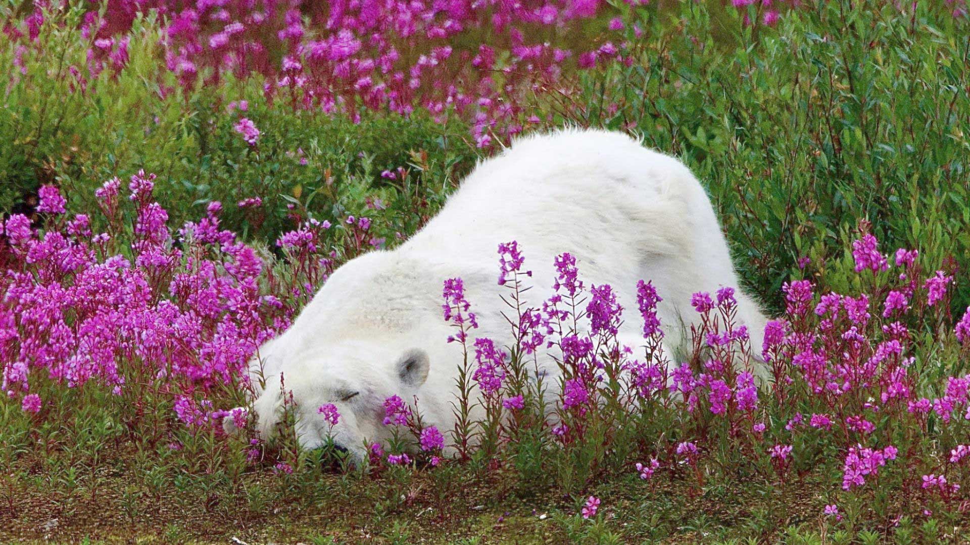 1920x1080 Greenland-Flowers-Mountains