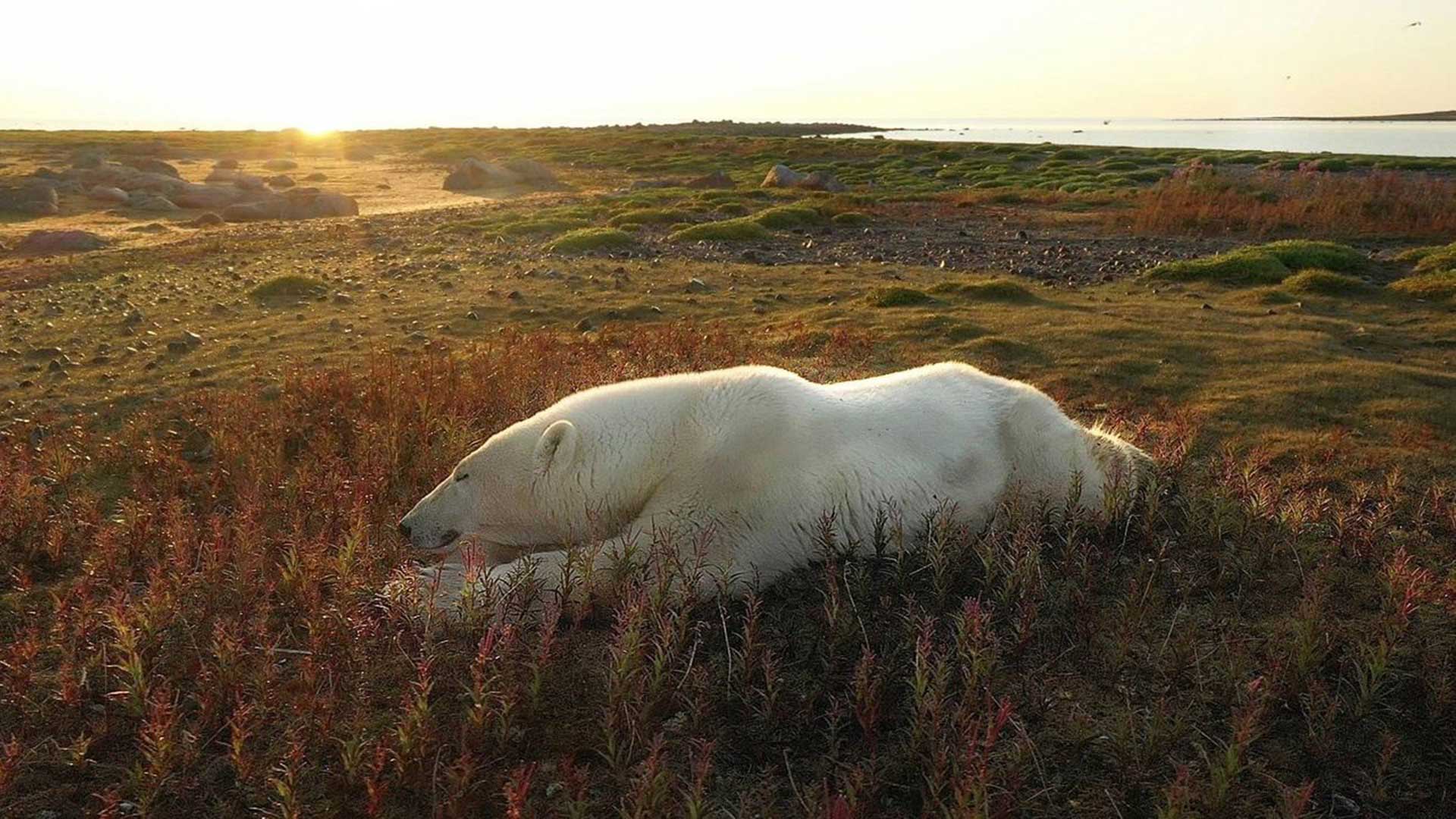 Polar Bear Chillin In Fireweed