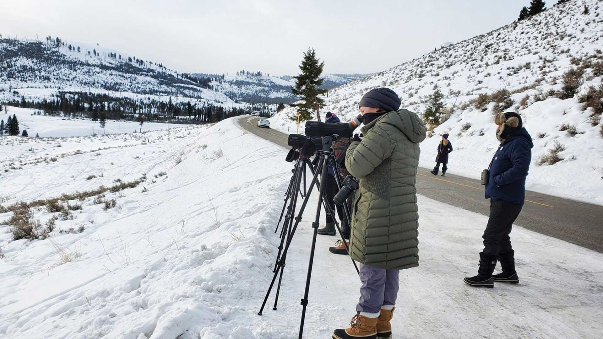 Winter Wolves Watching