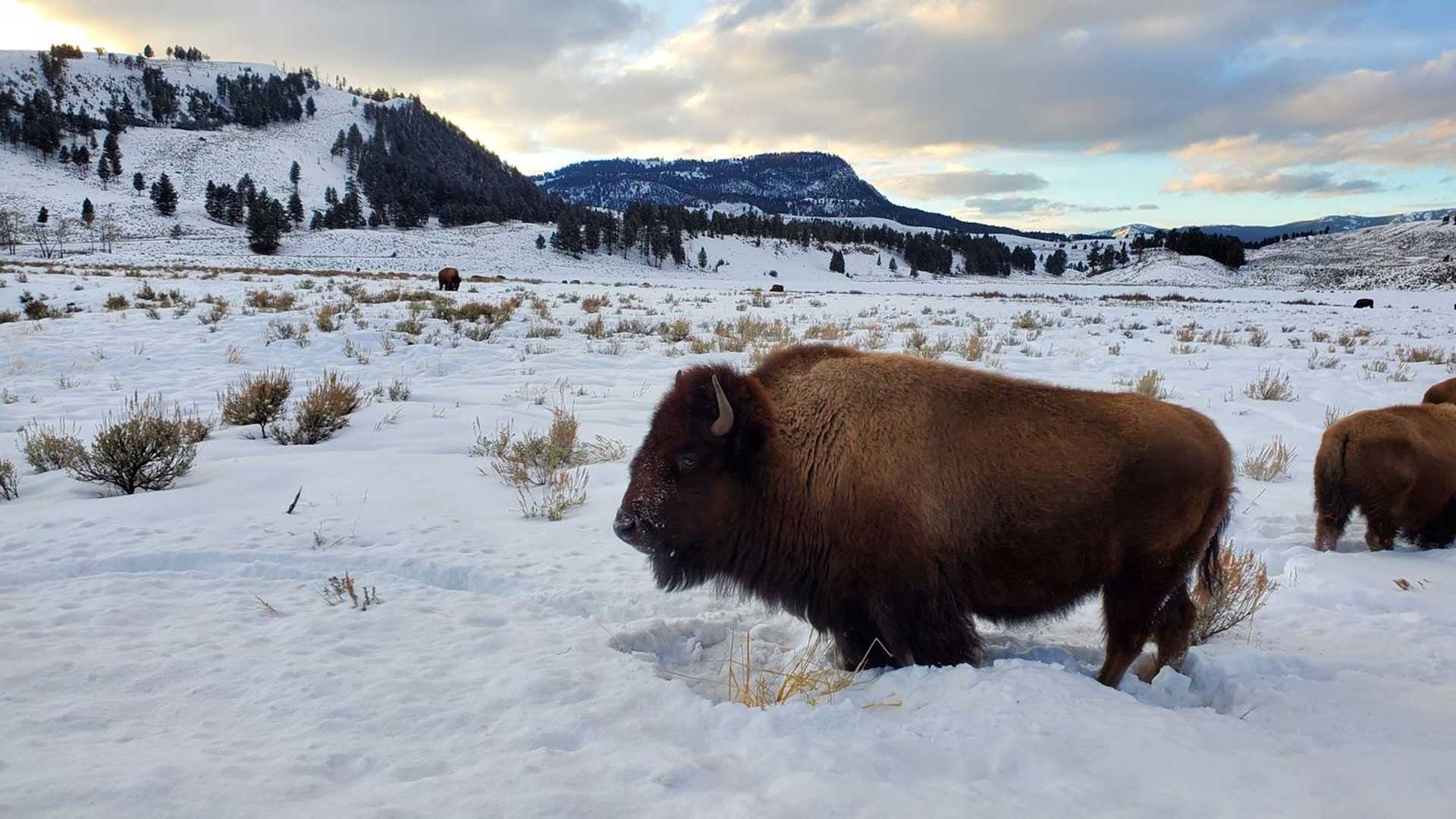 Yellowstone Bison In Snow