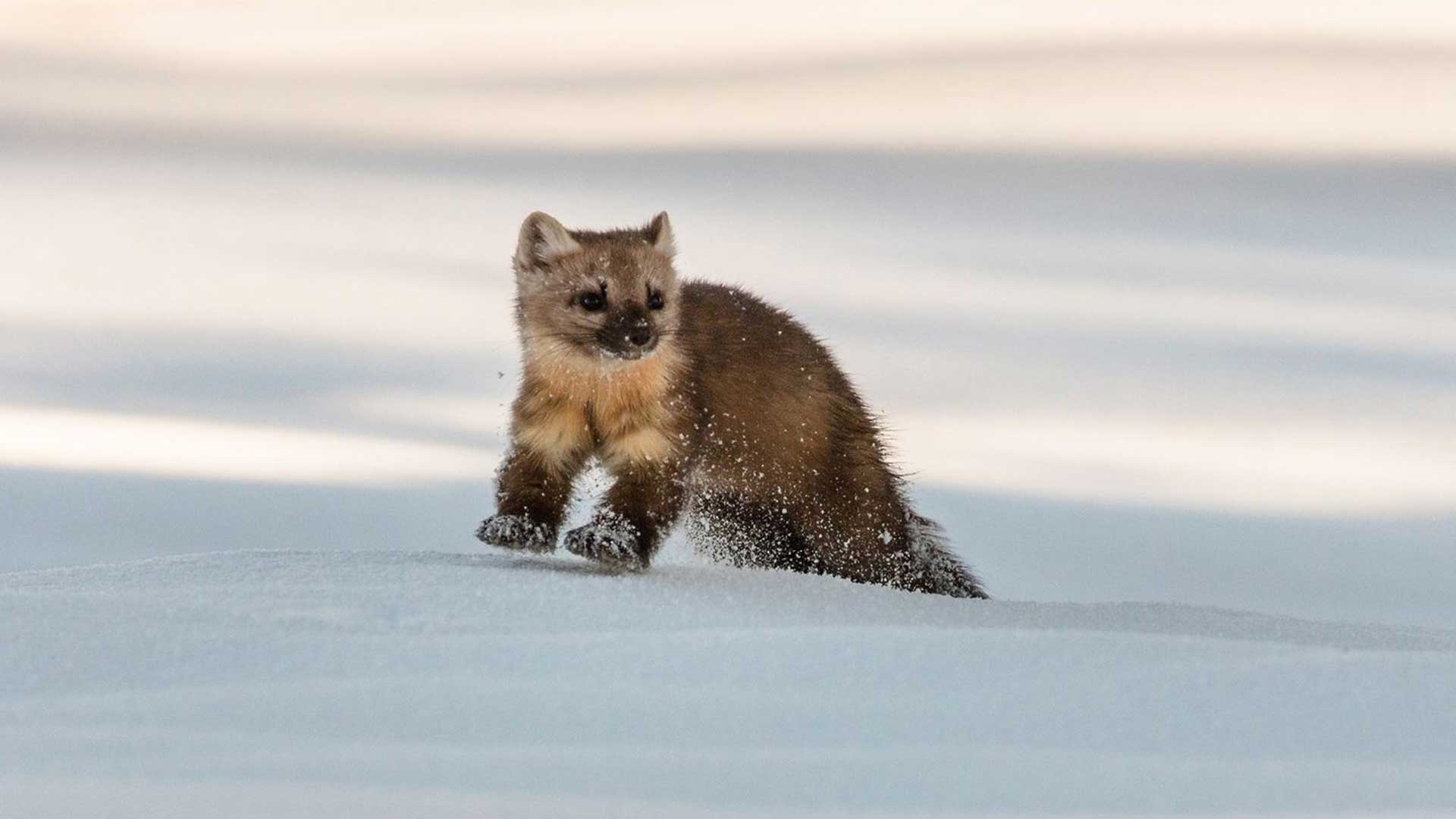 Yellowstone Marten Snow