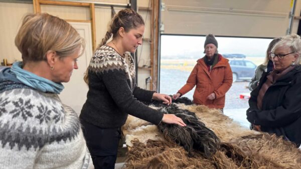 Knitting tours for women in iceland