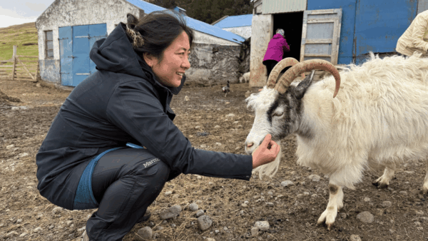 Iceland knitting retreat goat farm visit