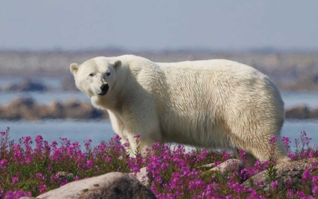 Churchill Canada Polar Bears & Belugas 2026