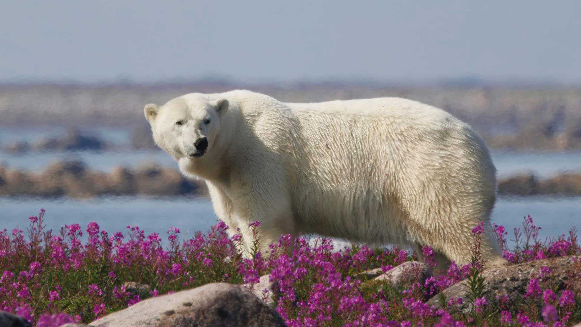 1920x1080 Greenland-Flowers-Mountains