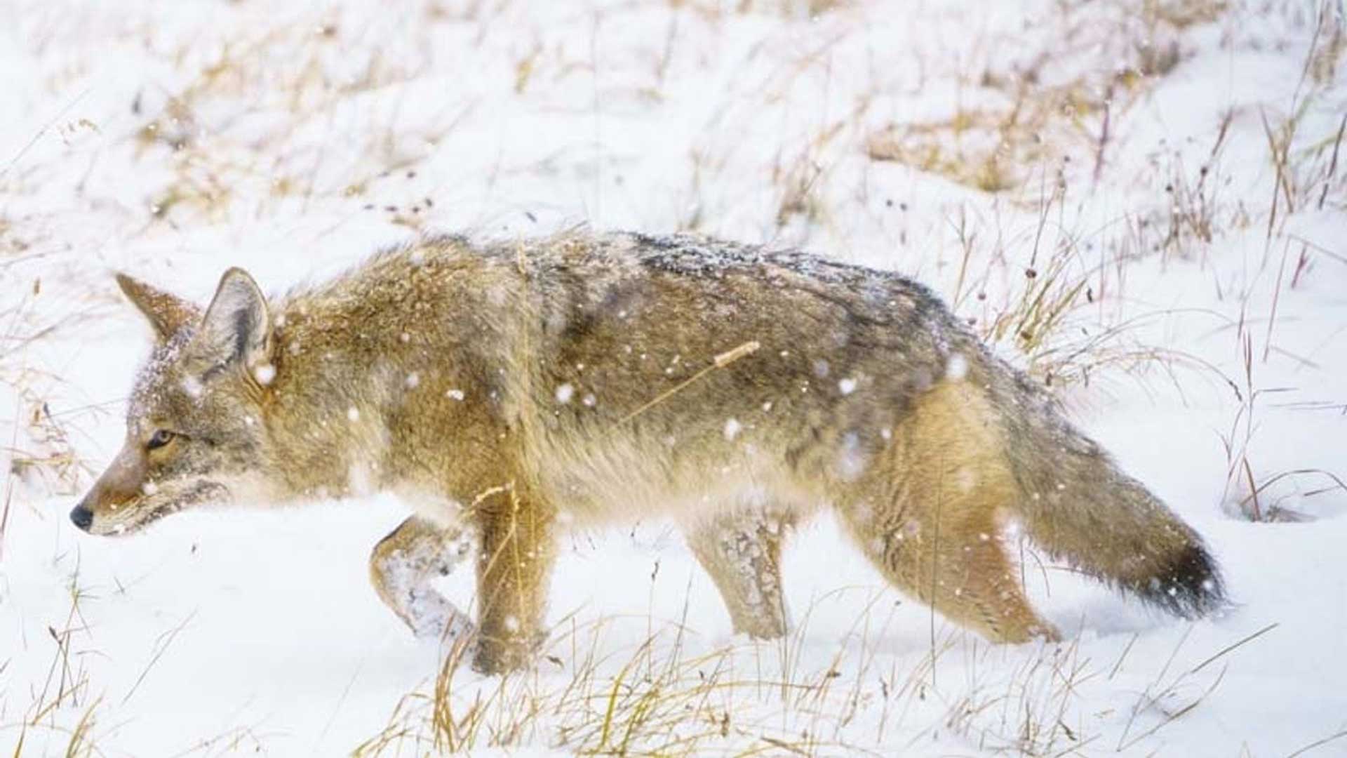Yellowstone Winter Wolves Womens Tour