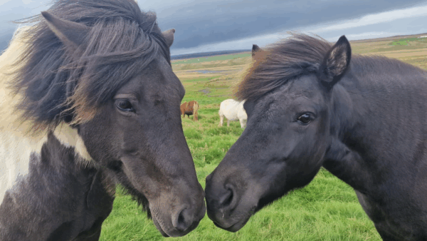 icelandic horses Green Edventures iceland