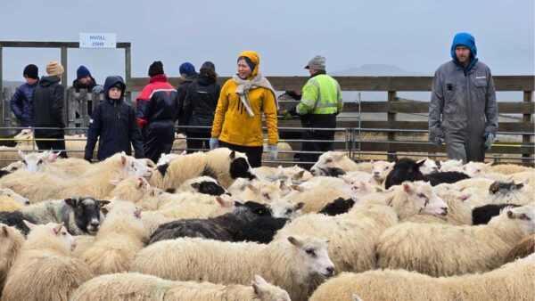 Mother daughter knitting tour iceland sheep round up
