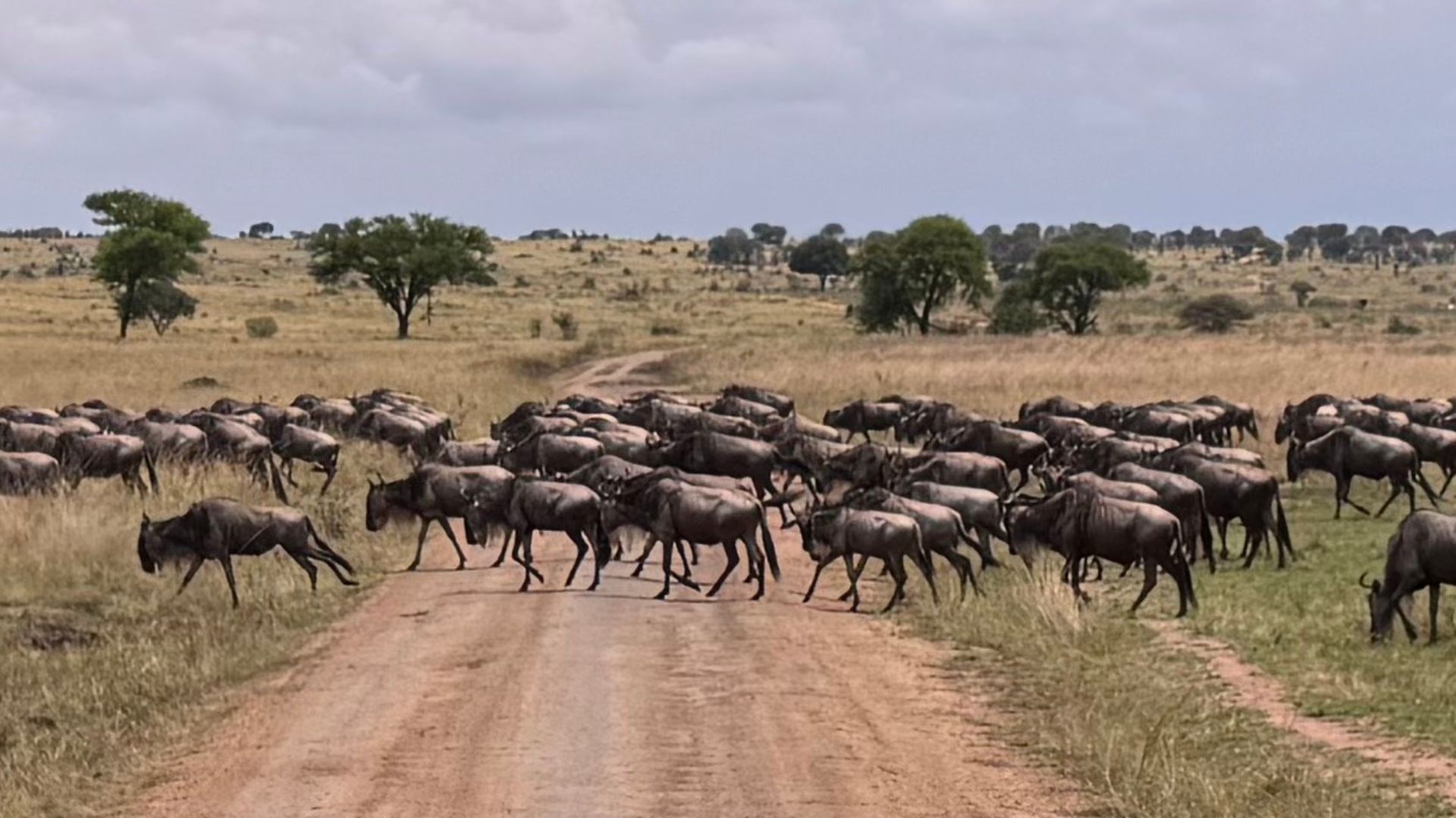 Small group womens tanzania Serengeti safari