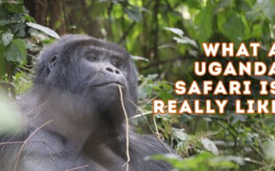 Women’s Uganda Safari: Gorilla Trekking, Wildlife & Shared Experience