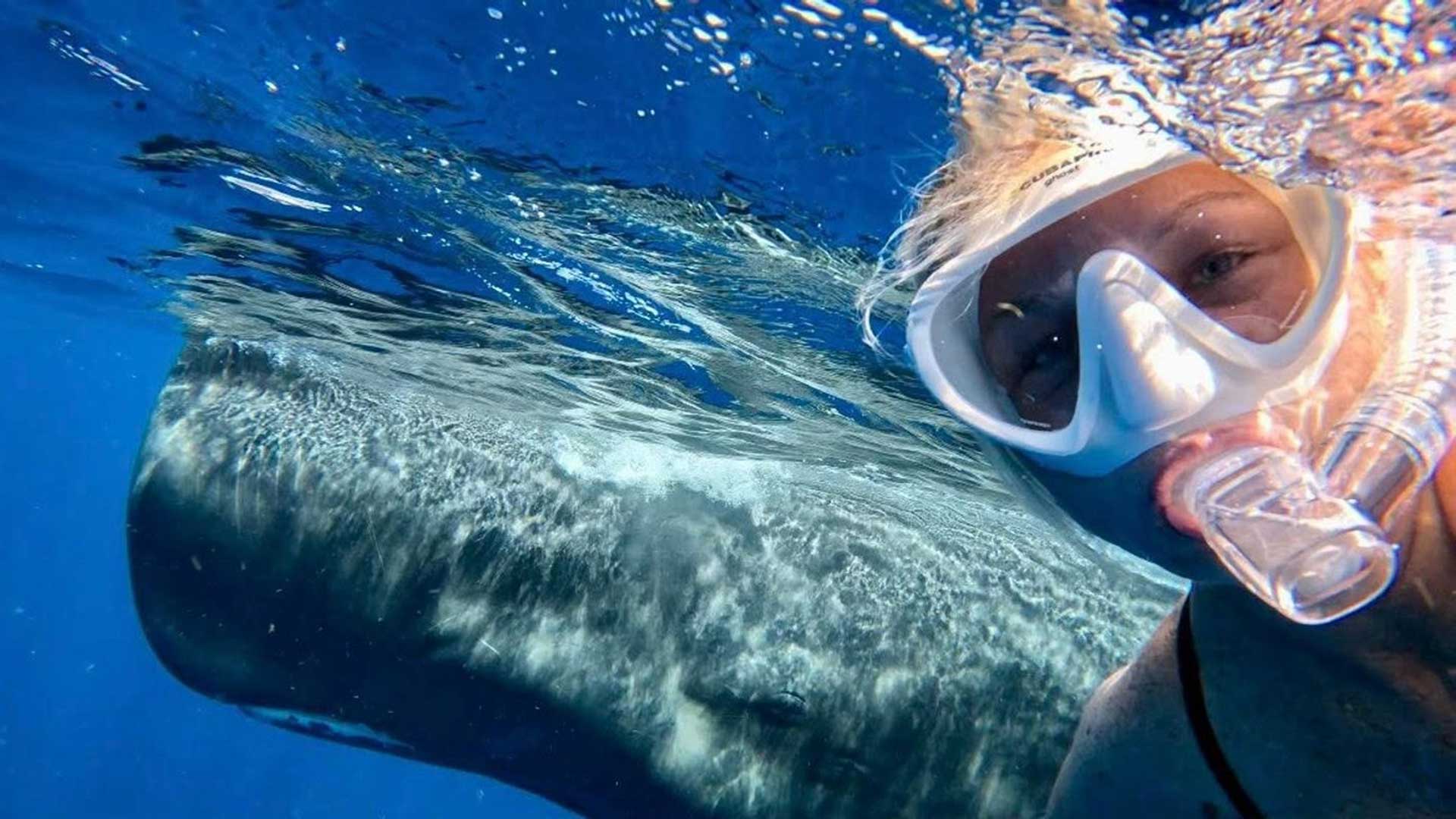 Dominica Sperm Whales Snorkeling