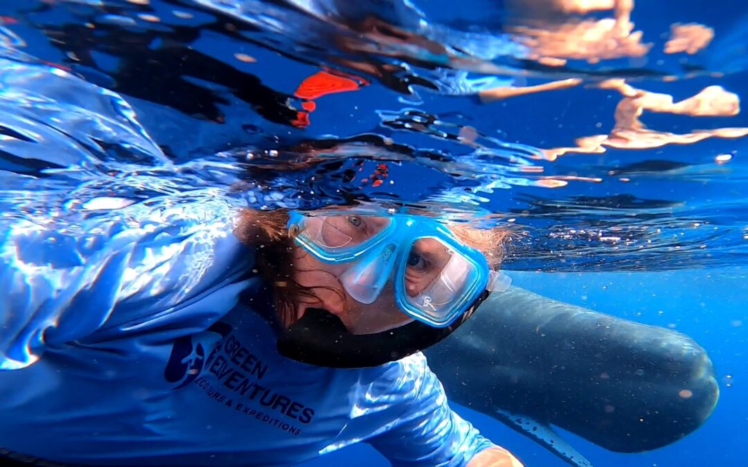 Dominica Snorkel With Sperm Whales – (Session 1)