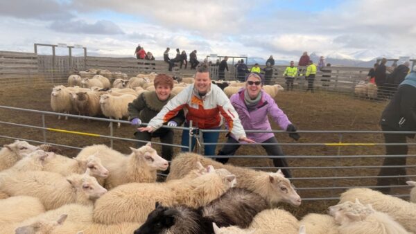 Iceland Sheep Round Up